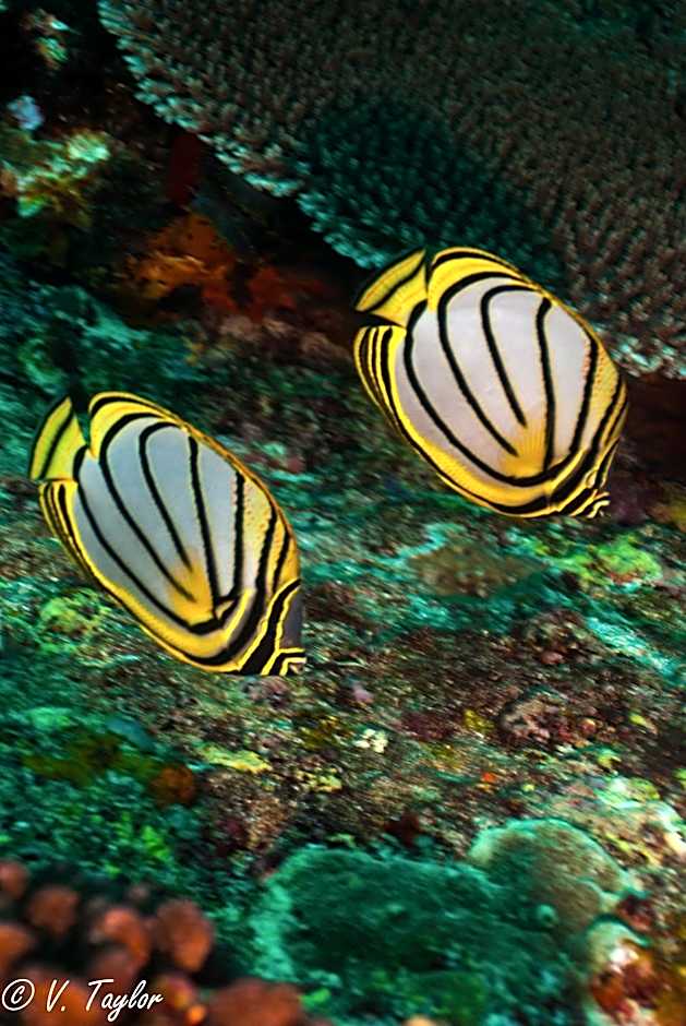 Lutwala Bungalows and Private Villa