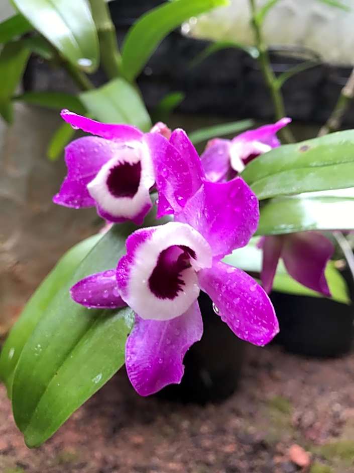 Pousada Natureza e Arte