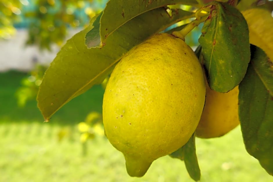 Bed and Breakfast Angolo Fiorito