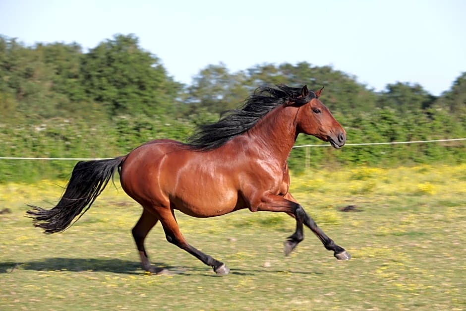 Relais de Chasse la Chaignaie