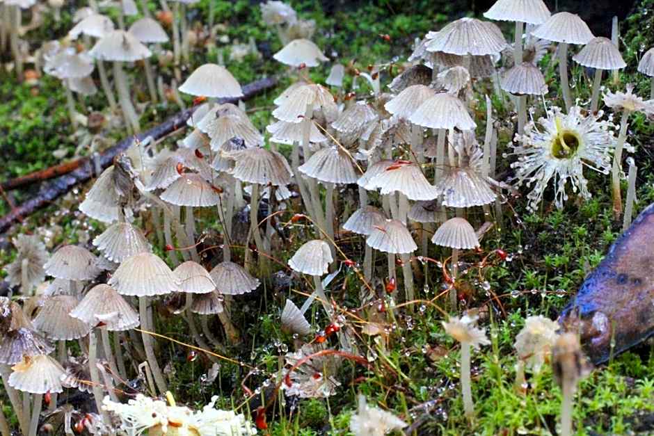 Che Sara Sara Chalets