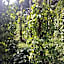 Coffee and Pepper Plantation Homestay