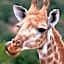 Addo Elephant Safari Lodge - Bellevue Forest Reserve