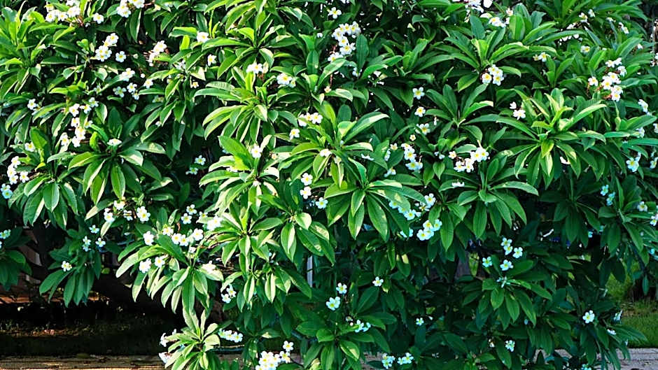 Villa Megna - Green Paradise B&B