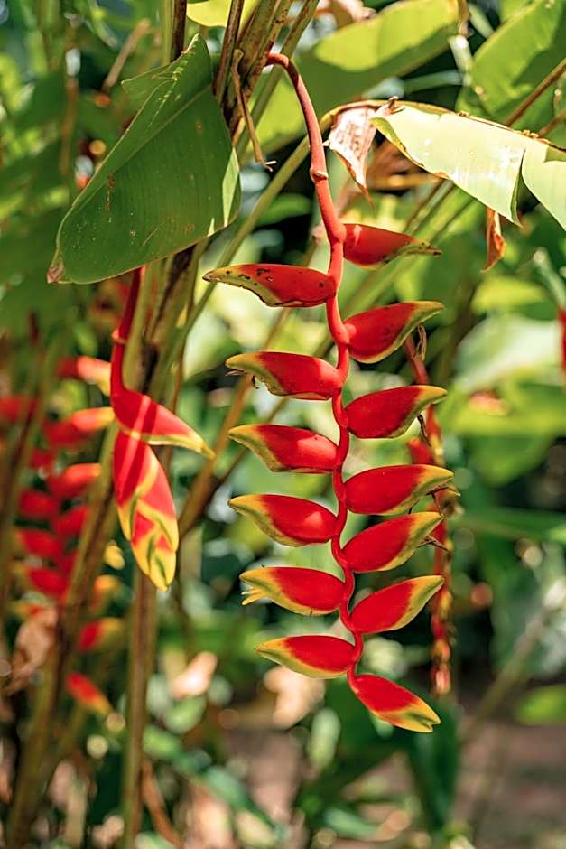 Beau Vallon Bungalows