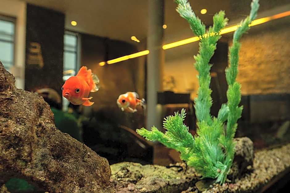 Wellton Centrum Hotel & SPA