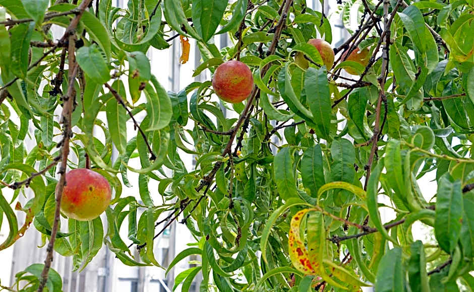 Peach Hostel & Suites