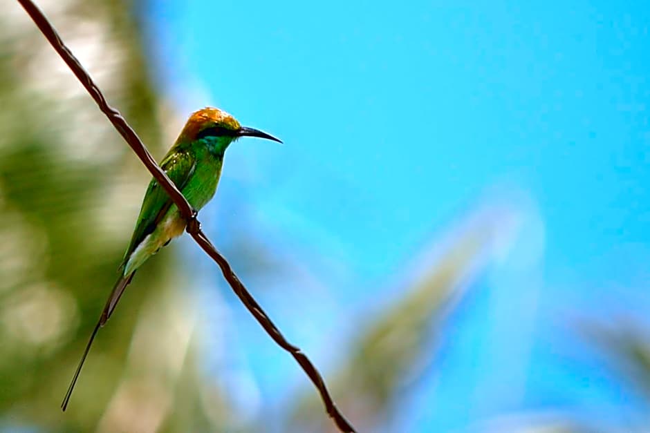 The Waves Beach Chalets