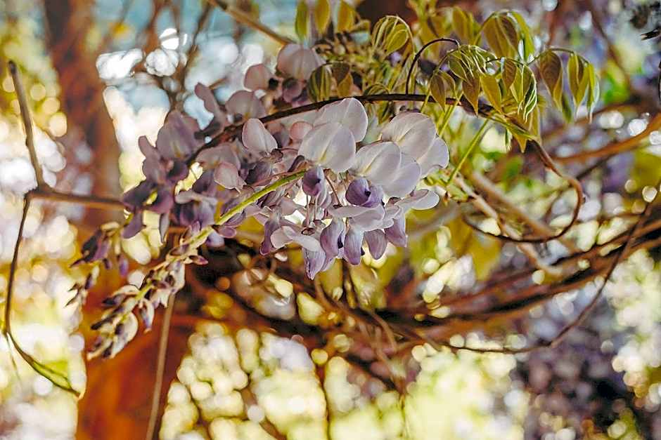 Pousada Caminhos do Mel - Urubici - SC