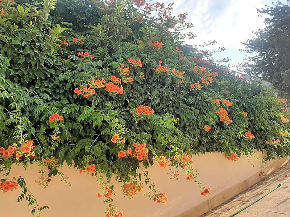 The Orange Groove
