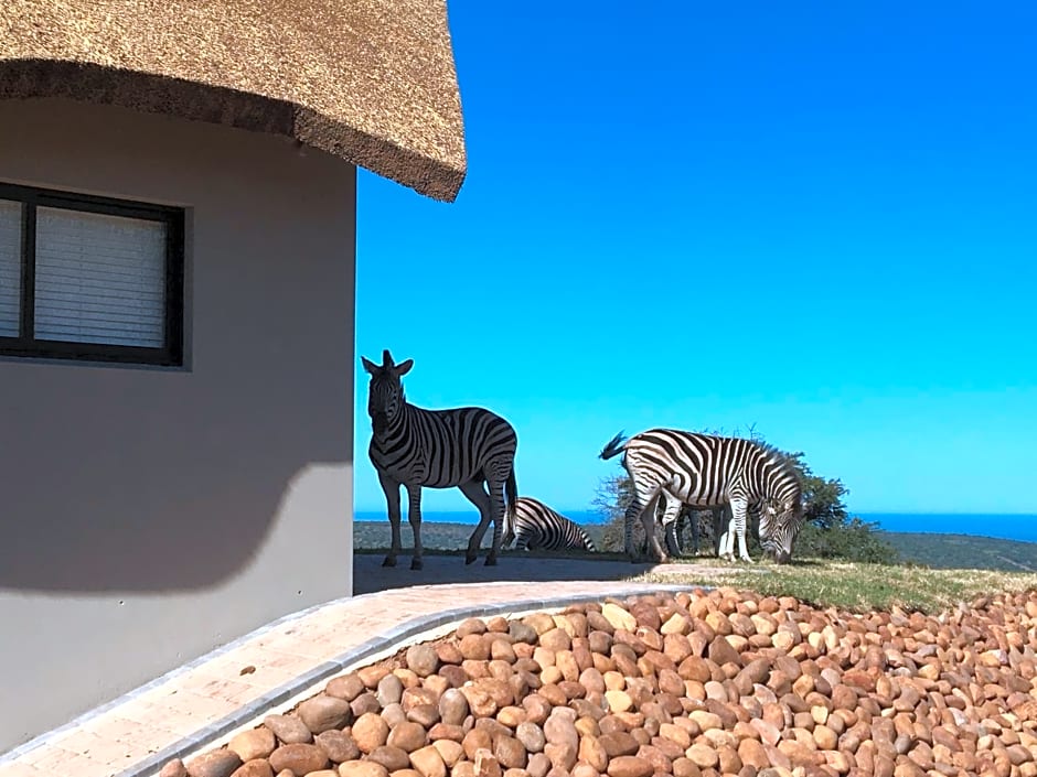 JBay Zebra Lodge