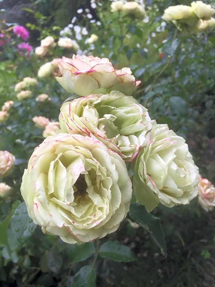 Columbus Suite at 144 on Jones