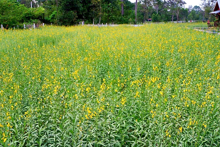 Baan Thung Home Stay