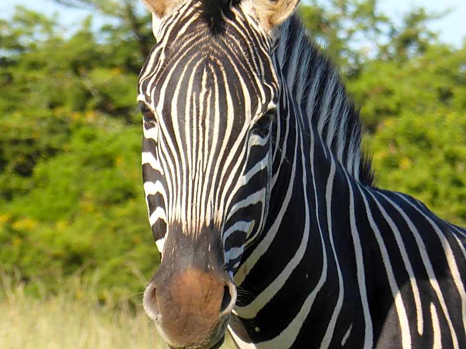 JBay Zebra Lodge