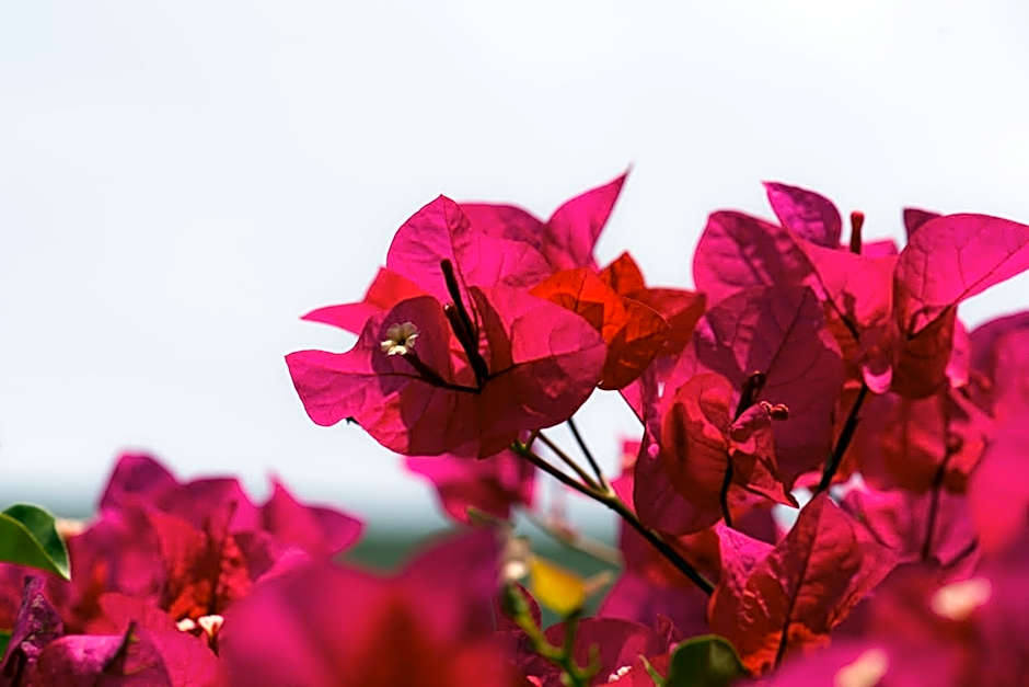 Hotel Bougainvillea San Jose
