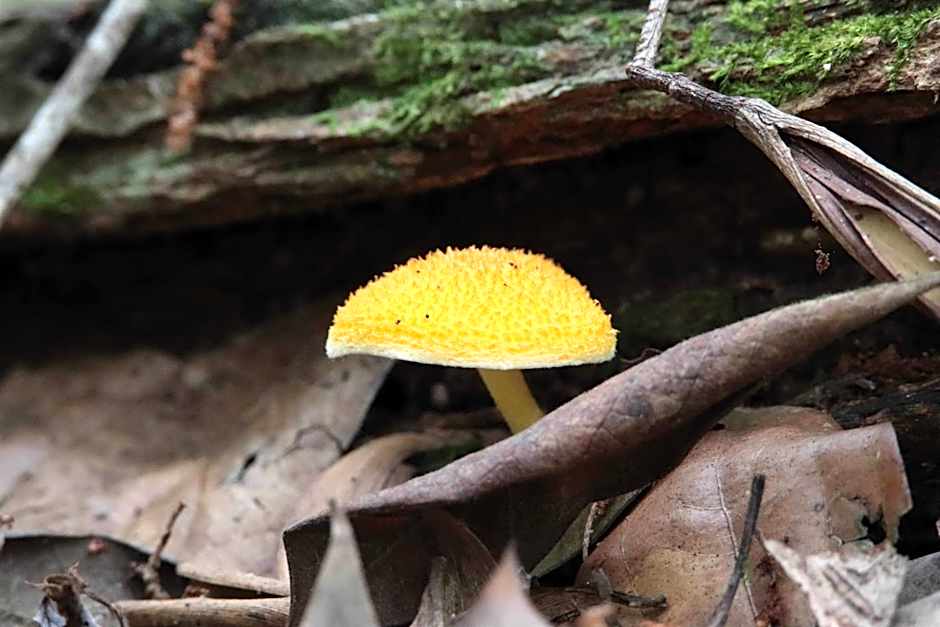 Chambers Wildlife Rainforest Lodges