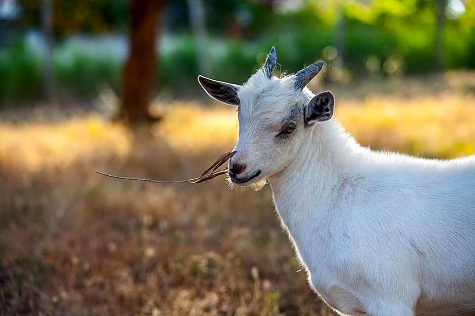Il Gallo Con Gli Stivali