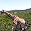 Barefoot Addo Elephant Lodge