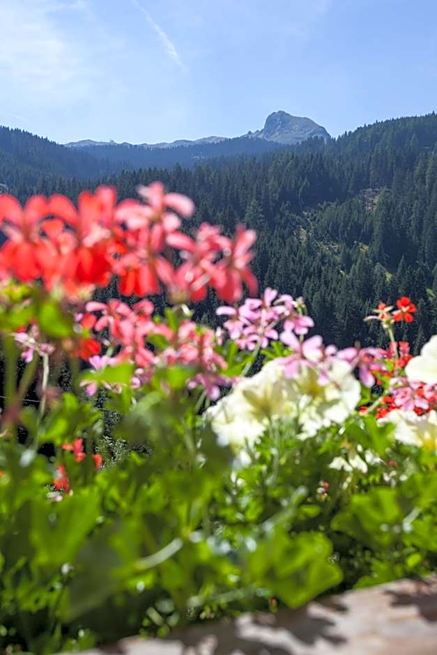 Alpenspitz Appartements - Garni - B&B