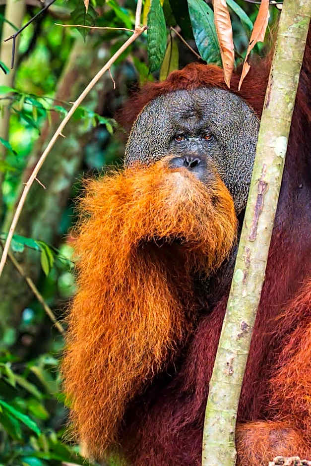 Asim Paris Guesthouse & jungle trekking