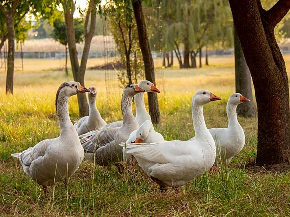 Airport Bird & Game Lodge
