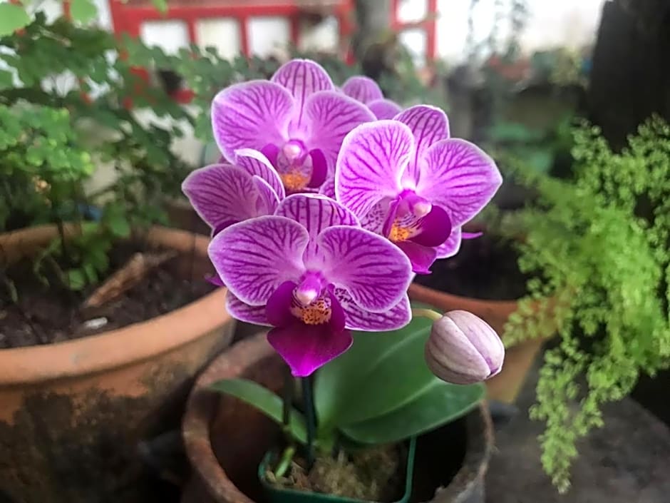 Canto das Orquídeas