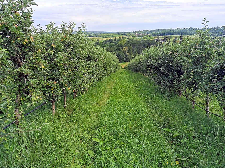 SOKOL - Secret forest house