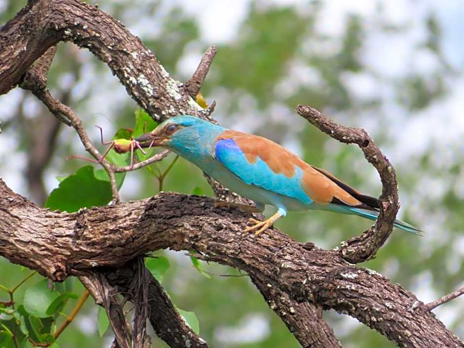 Ndhula Luxury Tented Lodge