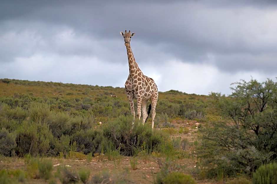 Swartberg Private Game Lodge