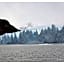 Rochester Calafate