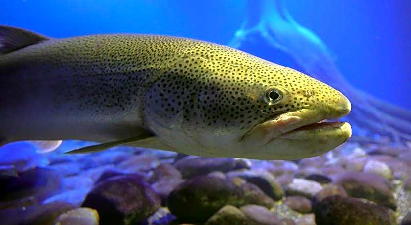 Toyoko Inn Hokkaido Kitami Ekimae