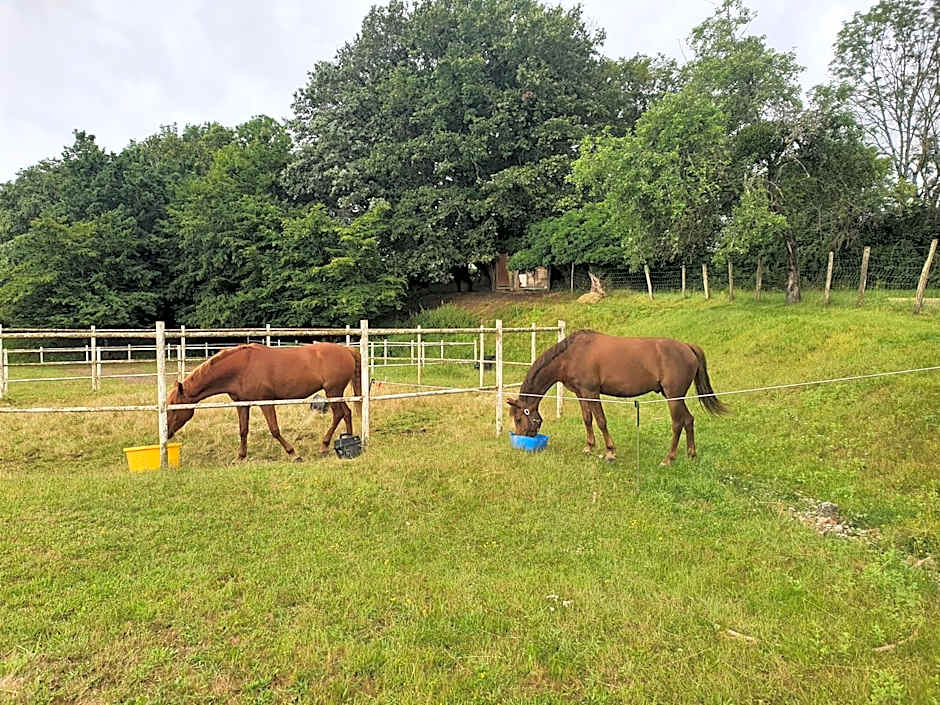 Ferme équestre & Chambres d'hôtes Gateau Stables proche Guédelon
