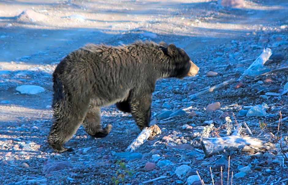 Deer Lake Horizon Hotel