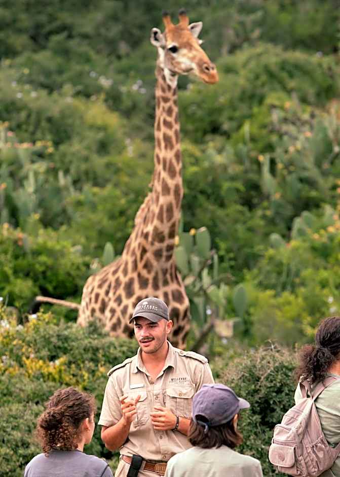 Addo Elephant Safari Lodge - Bellevue Forest Reserve