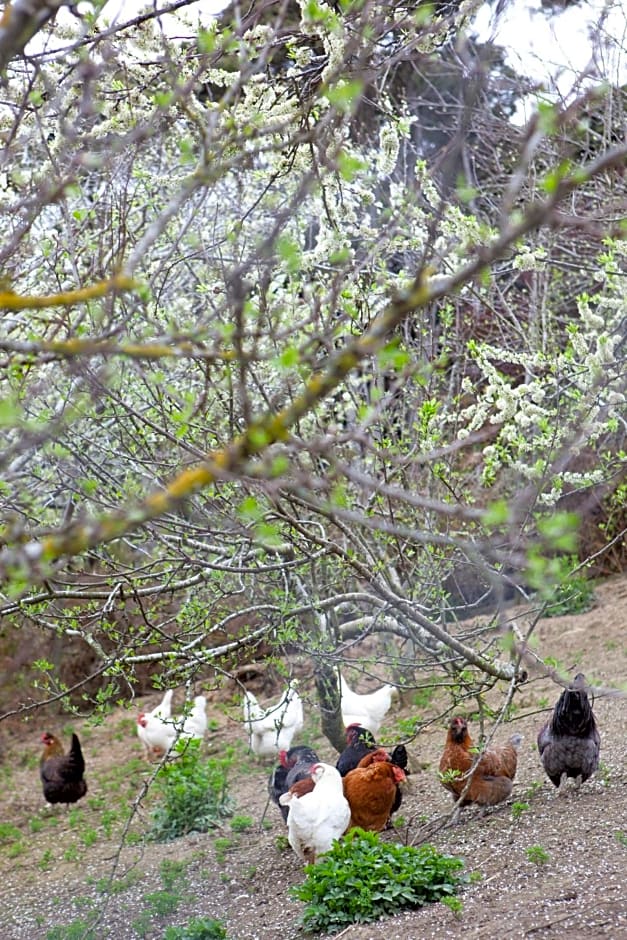 Hereweka Garden Retreat