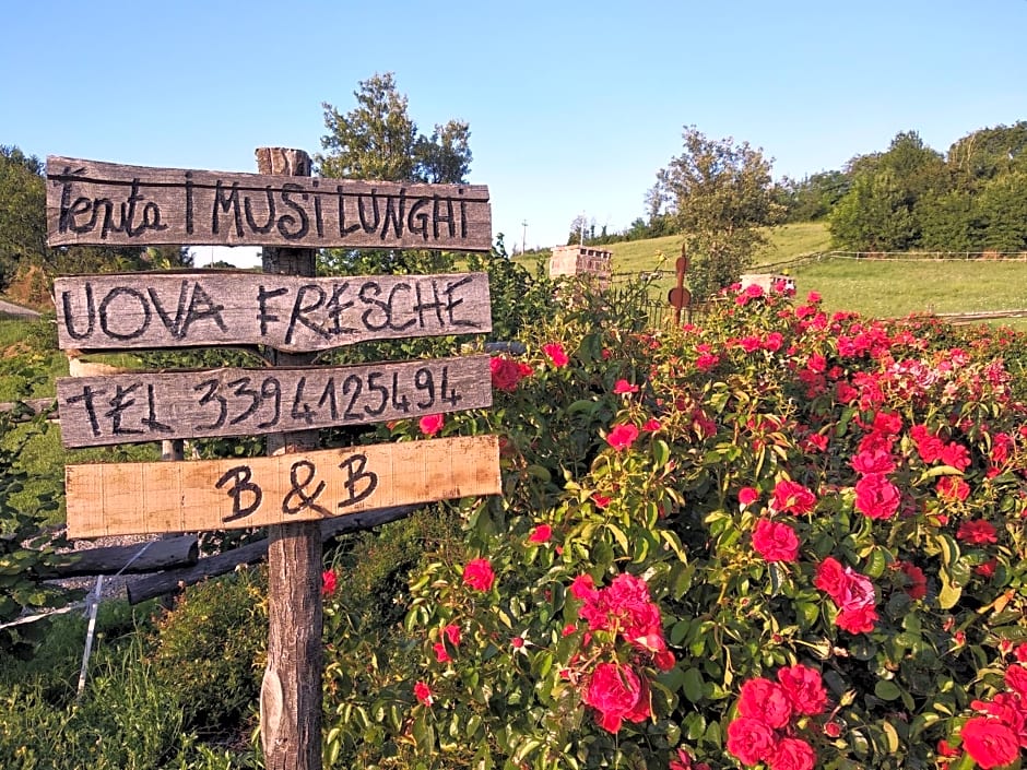 Tenuta i musi lunghi