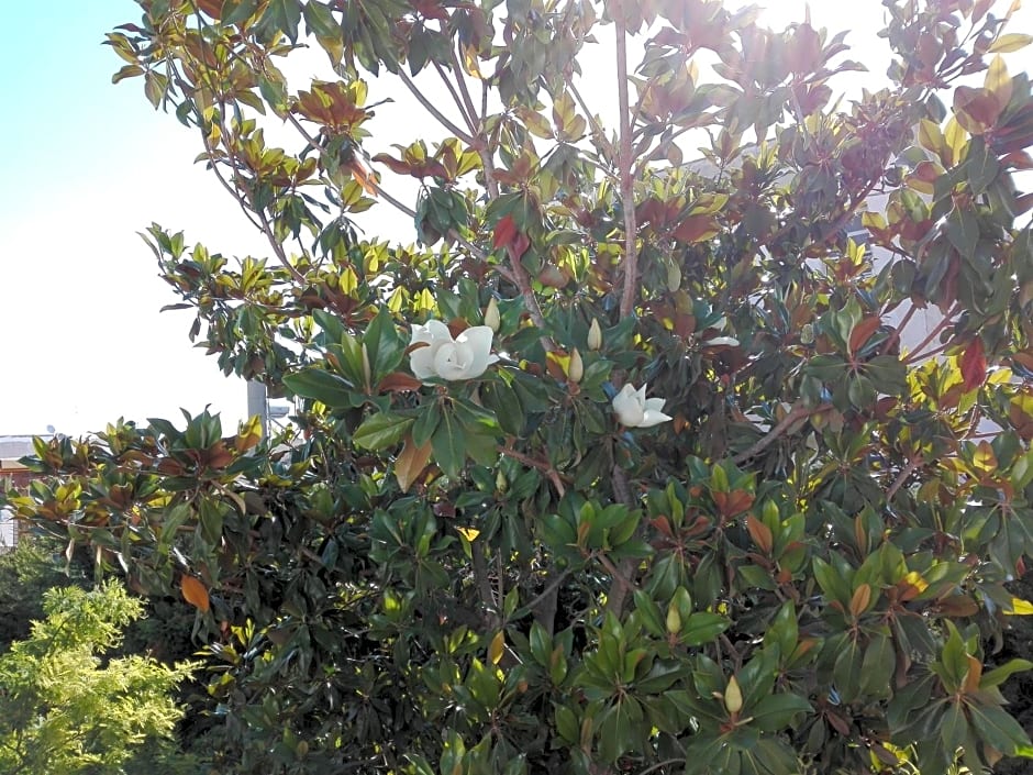 La magnolia