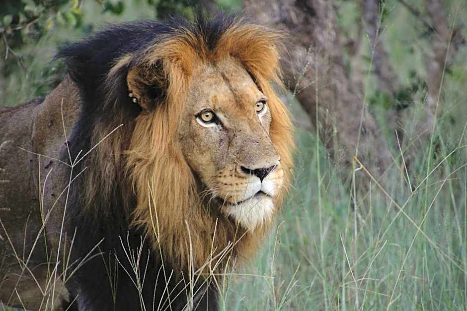 Bush Villas on Kruger