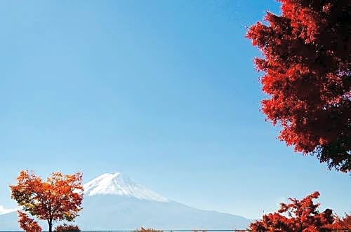 Mt Fuji Cat&Dog&Spa pension Blue Poppy