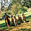 Rio Sagrado, A Belmond Hotel, Sacred Valley
