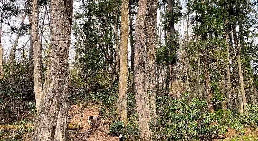 Kizuna Lodge & BBQ Centre