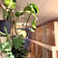 Urban Capsule