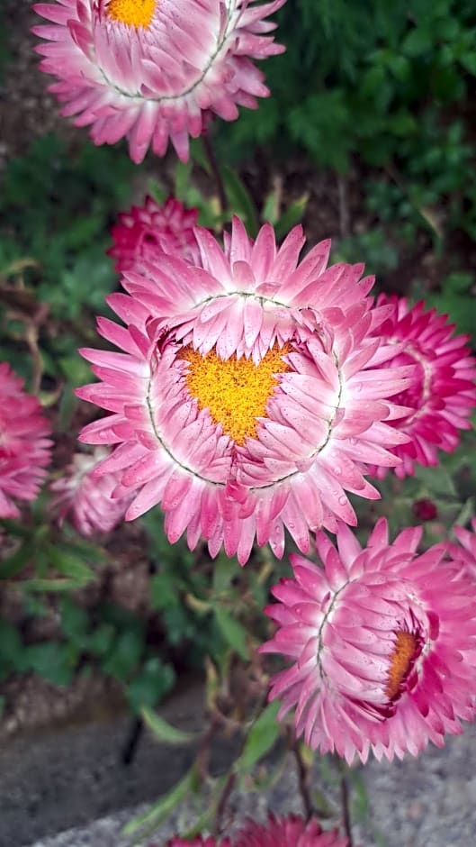 IL CEPPO sui sentieri per Amalfi