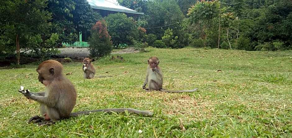 Green Forest Tangkahan