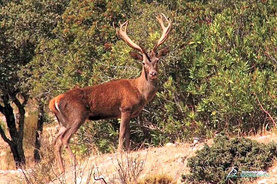 El Mesón de Despeñaperros