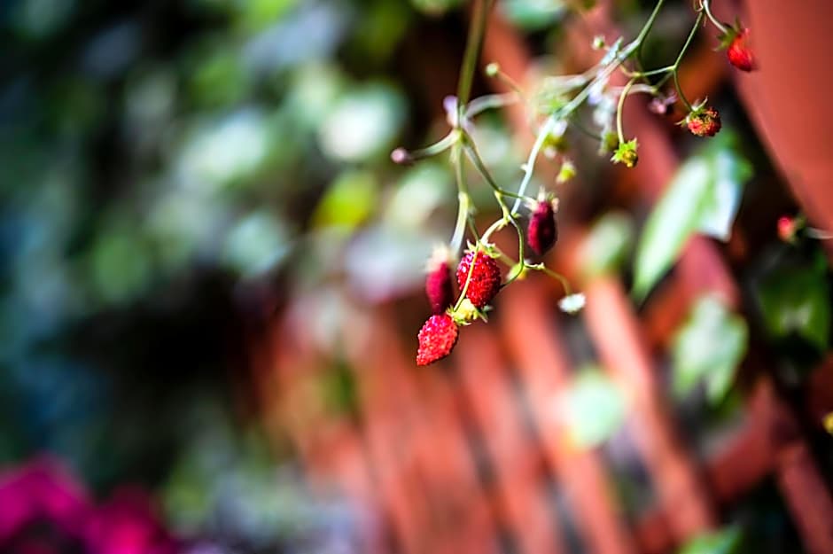 Apartamenty Schoeps Residence by Noclegi Renters