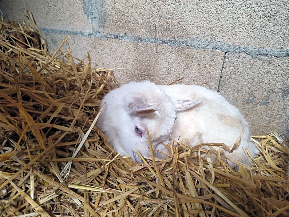 Relais de la poste suite