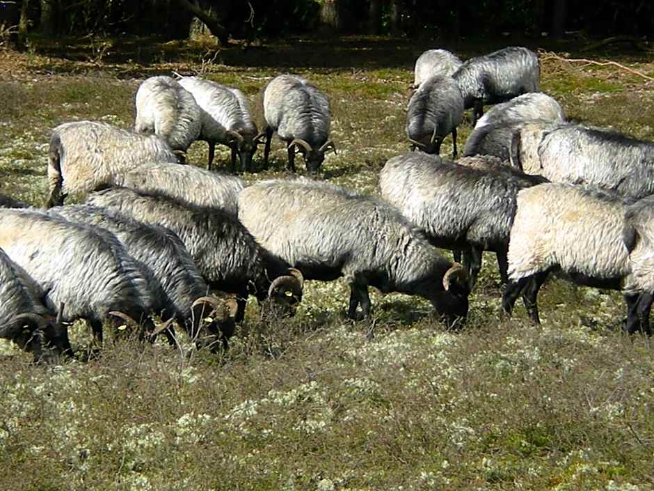 Heidehotel Bad Bevensen