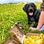 Norfolk Farm Stays by Beach Dog Friendly