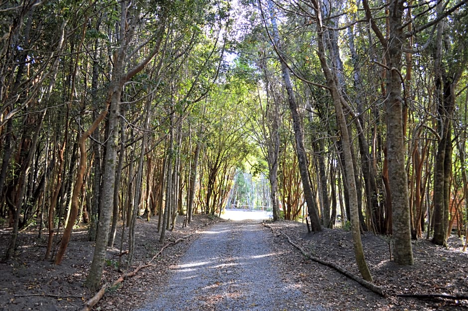 Cabañas Ensenada Bosque Nativo